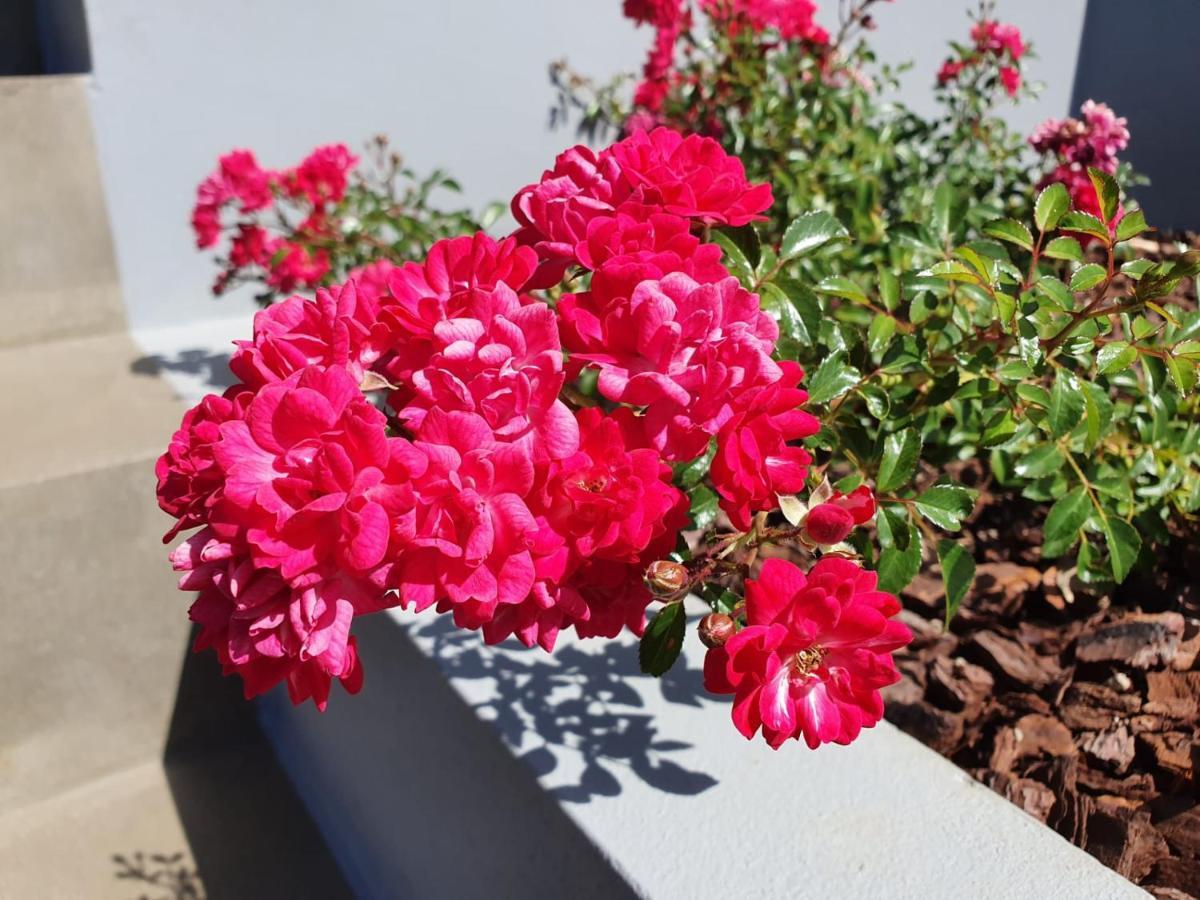 Casa Atlantico Dachterrassengeschoss Lägenhet Ribeira Brava Exteriör bild